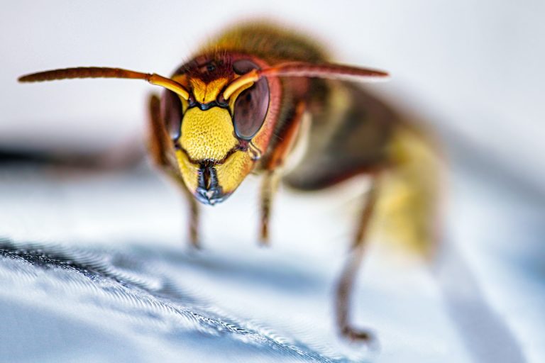 Lódarázstámadás ért egy allergiás nőt, a mentők mentették meg az életét