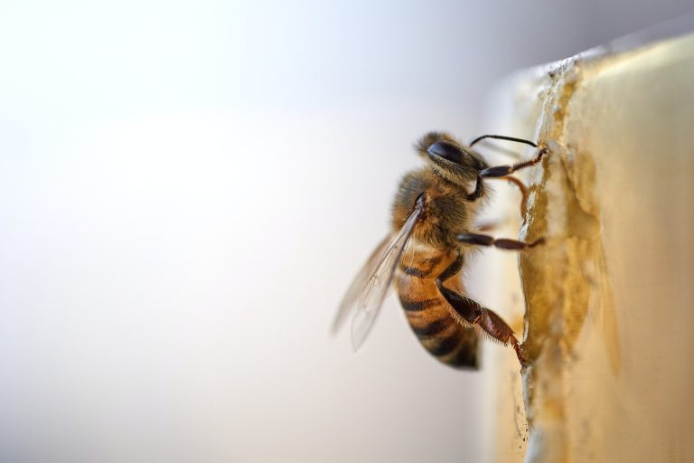 Végérvényesen elpusztíthatják a méheket a növényvédőszerek