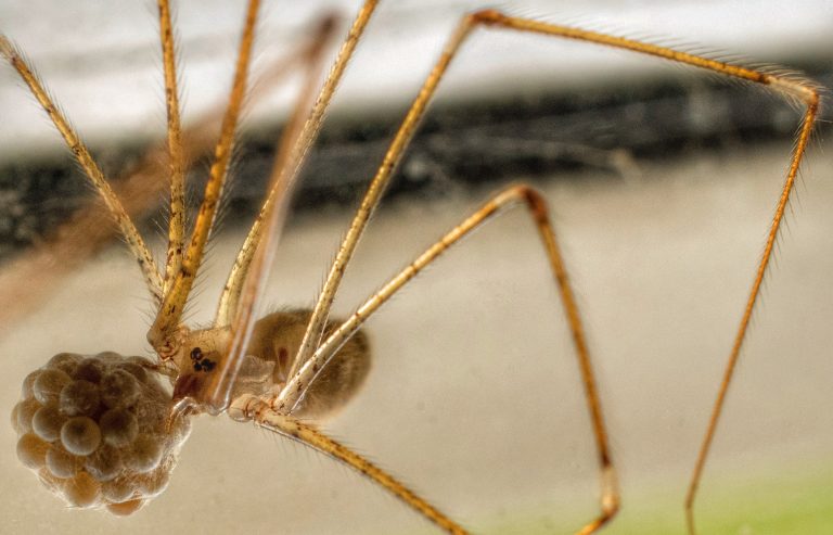 Rövid lábú pókokat hoztak létre laboratóriumban genetikusok