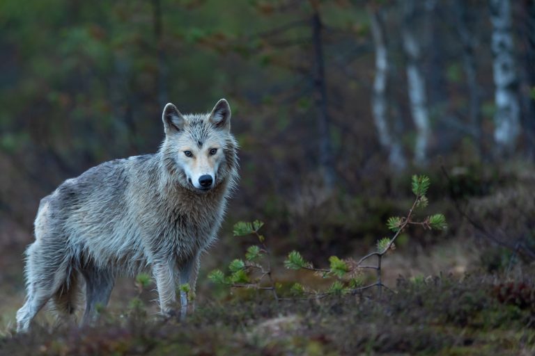 Félelem és reszketés Kanadában: bedrogozott prérifarkasok tartják rettegésben a lakosságot