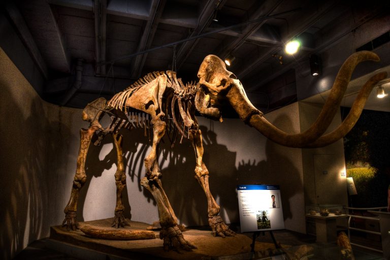 Nem valószínű, hogy a gyapjas mamutok megmentik a világot a klímaváltozástól
