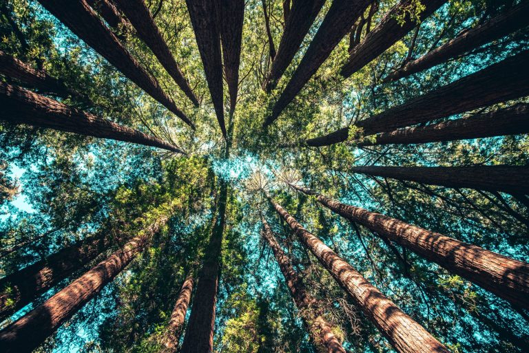 Tűzálló ponyvával védik a világ legnagyobb fáját Kaliforniában