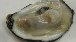 Deformálódtak és mutálódtak az élőlények az olajszivárgások miatt