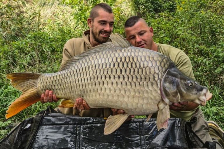 Ismét kifogták a Kis-Balaton legnagyobb pontyát, a 21 kilós Púpost