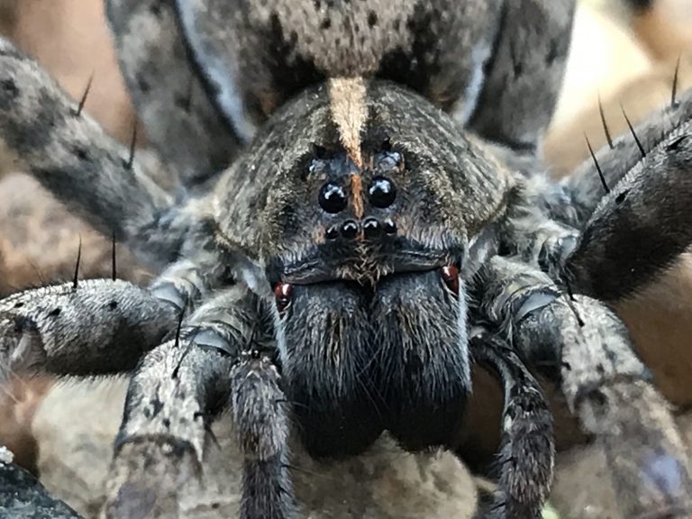 Hatalmas pókok virtuális másával próbálják kezelni az arachnofóbiás betegeket