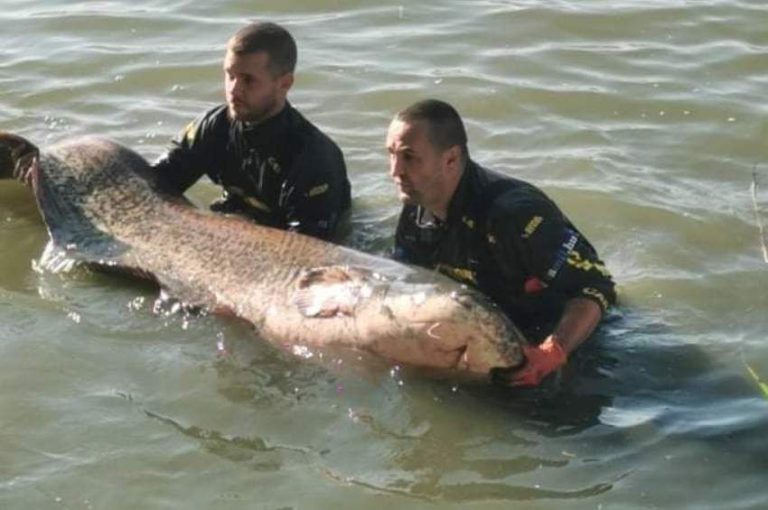 Egy este alatt két darab száz kiló feletti harcsát fogtak