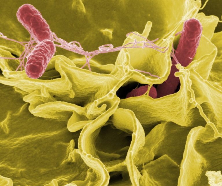 Brutális szalmonella-járvány tört ki az USA-ban, 650 ember fertőződött meg
