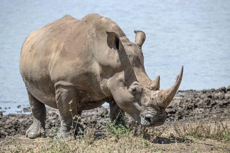 A malawi bíróság 14 év börtönre ítélte a kínai vadállat-kereskedők főnökét