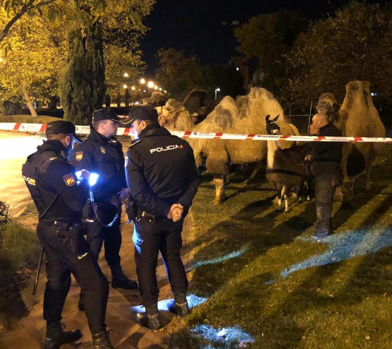 Tevék szöktek meg a madridi cirkuszból és járták a főváros utcáit