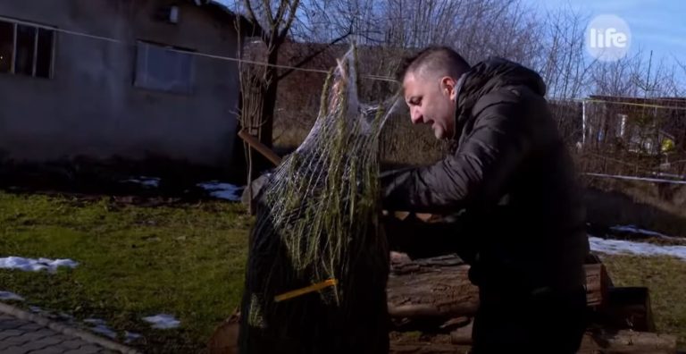 Győzike teljesen elborult, fejszével ment neki a fenyőfának (videó)