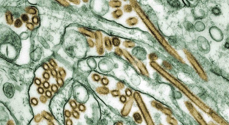 Hajdú-Bihar megyében is felbukkant a madárinfluenza