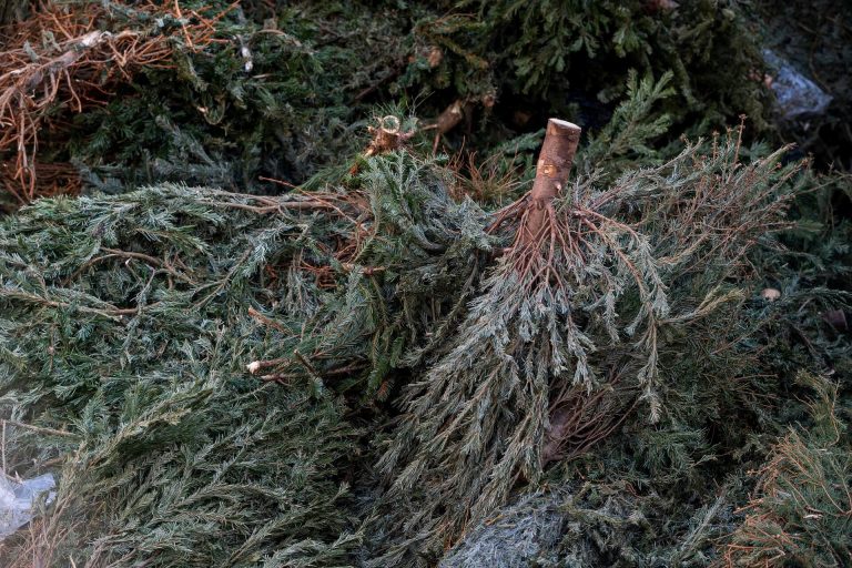 Bírságot kaphat, aki rosszul helyezi ki megunt karácsonyfáját