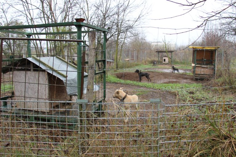 Állatkínzás vétsége miatt letartóztatták a kutyaviadalokat szervező nyíregyházi férfiakat