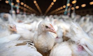 Élelmiszerárstop: itt a teljes lista, rajta a csirkeháttal, csirke farral