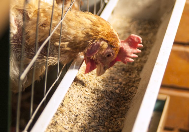 Két ember is meghalt Kínában az új madárinfluenza miatt