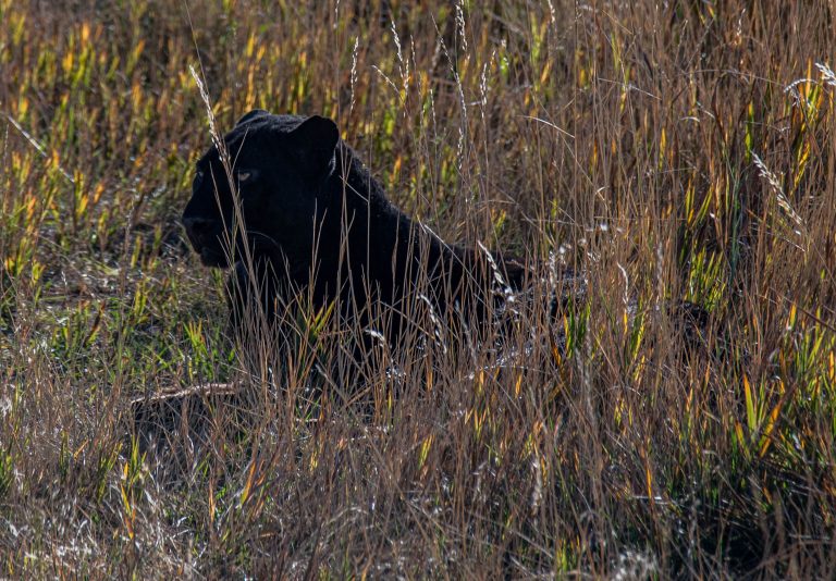 Kiskunfélegyházán járhatott a fekete párduc? 8 birka széttépett tetemére bukkantak