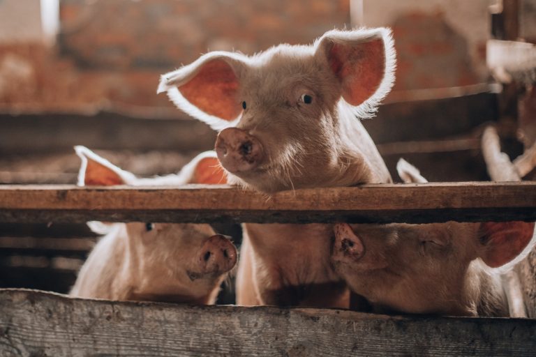 A mezőgazdaság is megszenvedheti az élelmiszer-árstopot