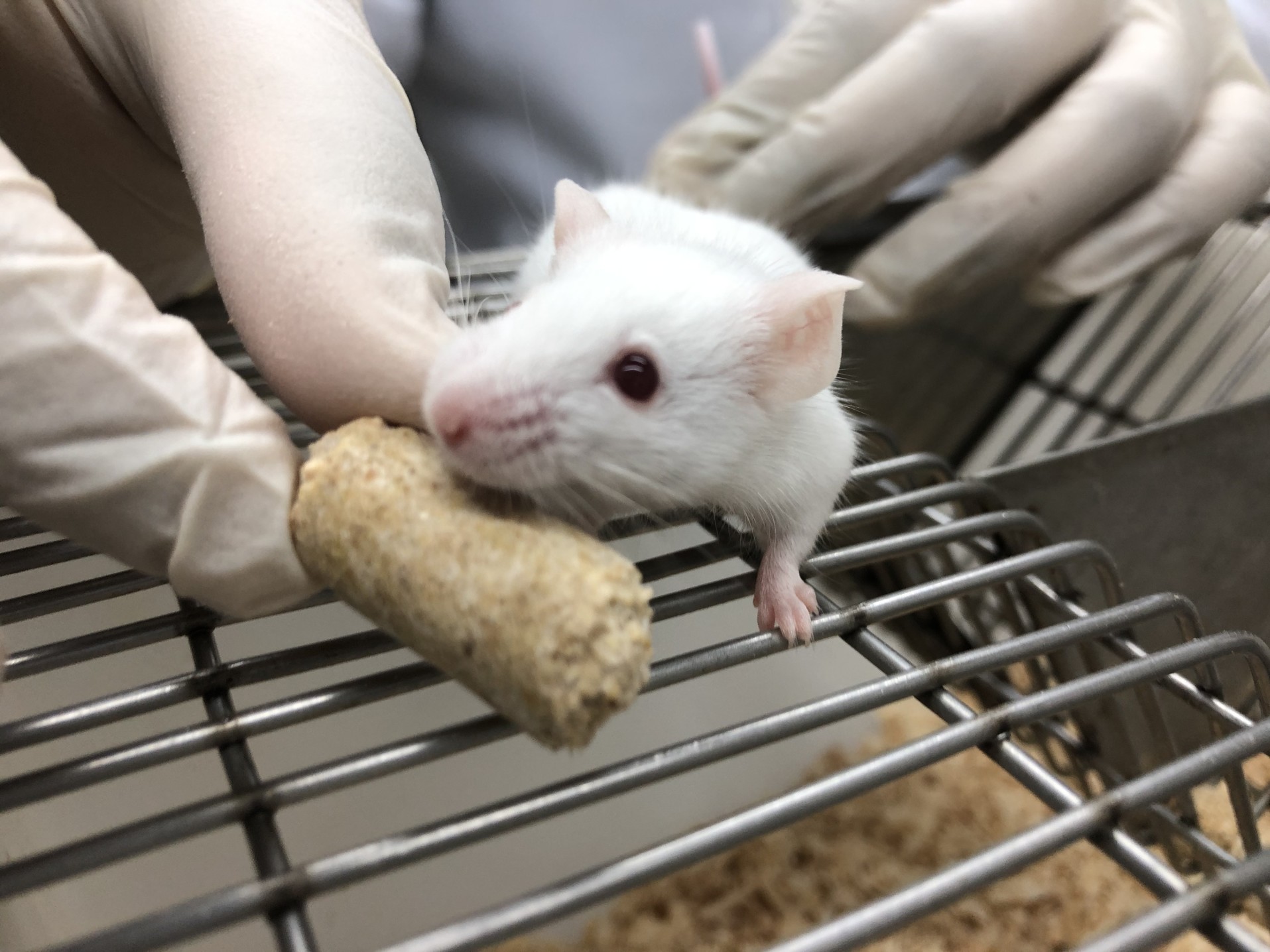 Mégsem szűnnek meg az állatkísérletek Svájcban