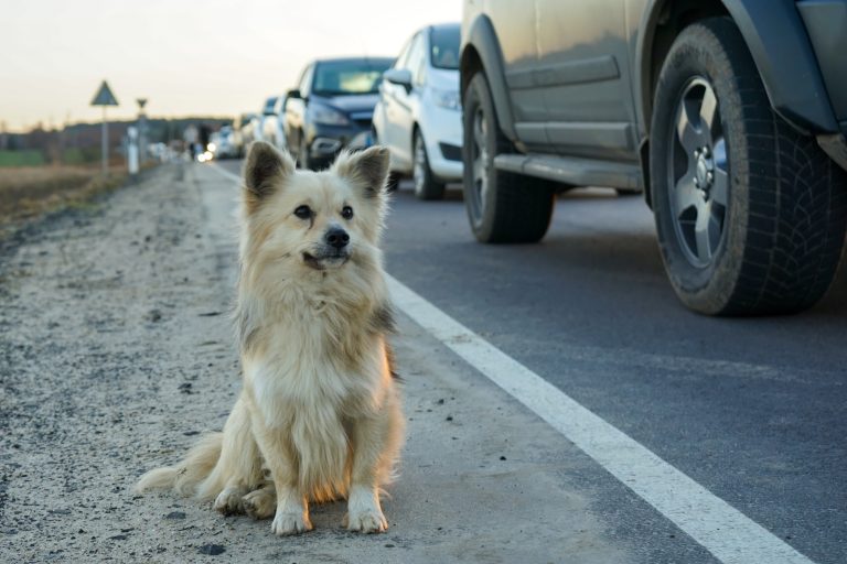 Kutyák, macskák, papagájok, hörcsögök – bőröndbe zsúfolt életek és a kis kedvencek