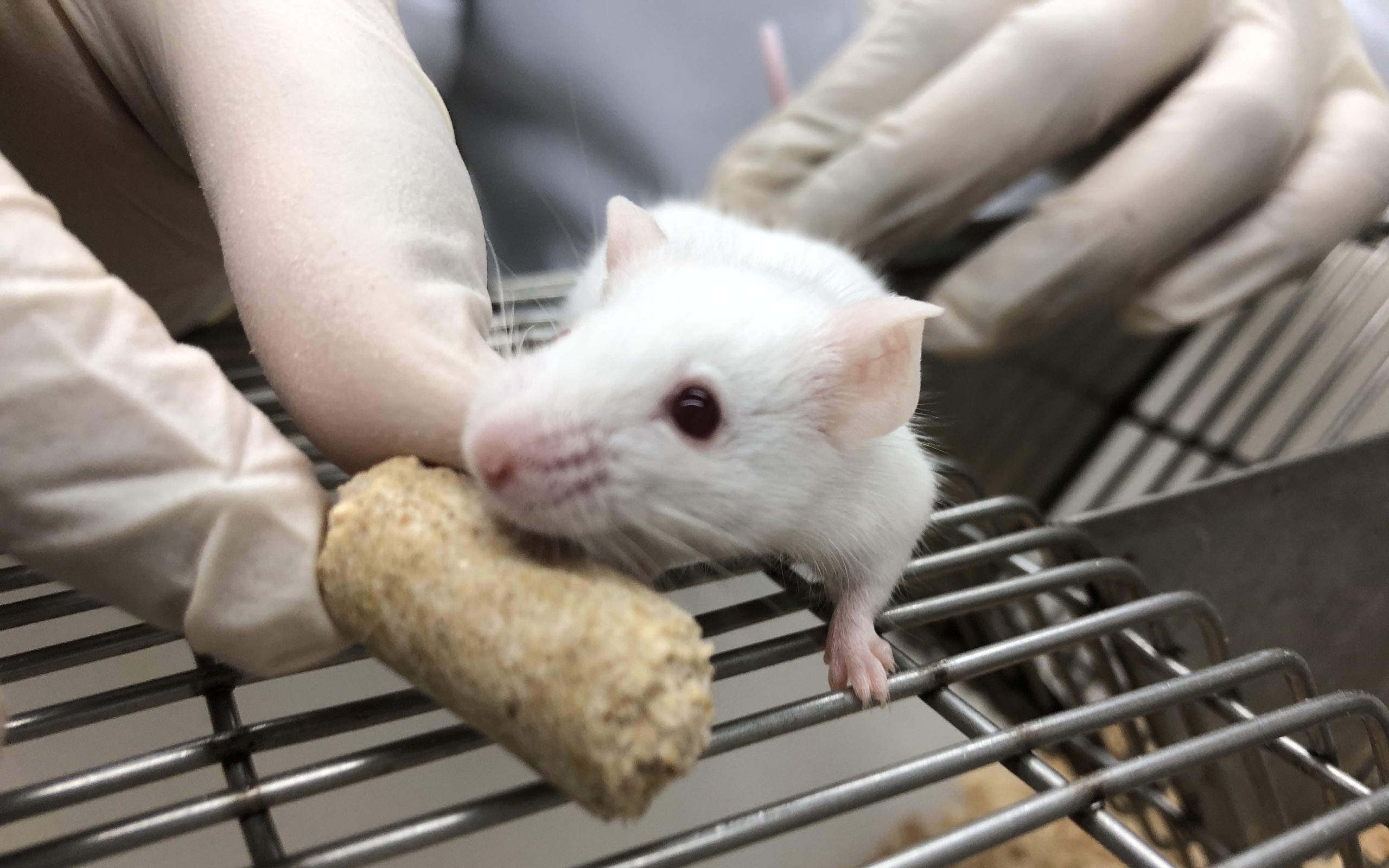 Tetanusszal feltöltött baktérium segítheti a hasnyálmirigyrák hatékony kezelését