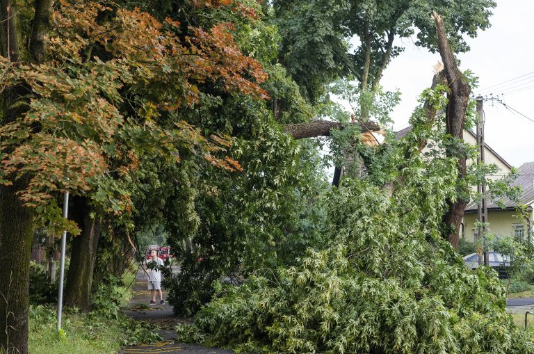 Kidöntött fák, megbontott háztetők, leszakadt vezetékek – nem unatkoztak a tűzoltók a viharos szél miatt