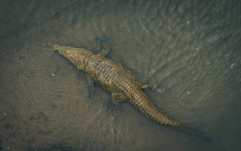 Hat ember haláláért felelősek a tanzániai emberevő krokodilok
