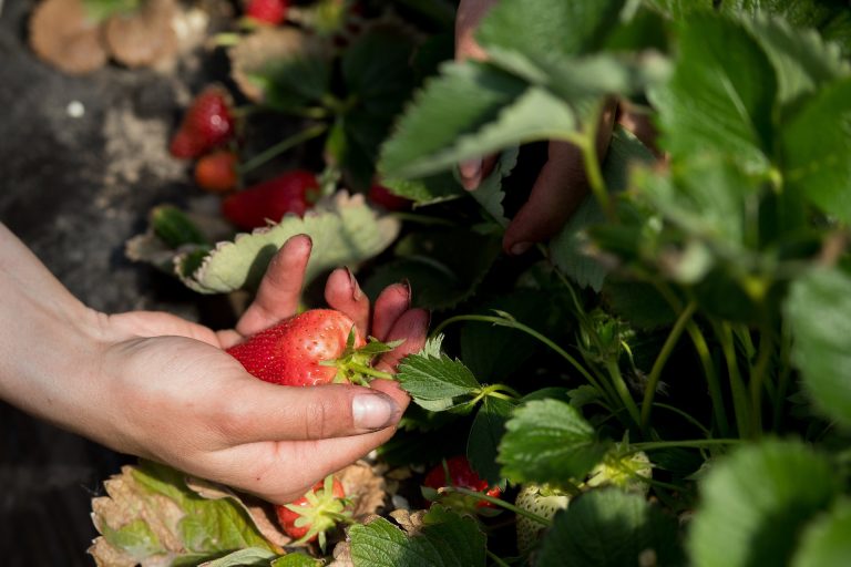 Idén is bőség lesz azok számára, akik szeretik a szamócát