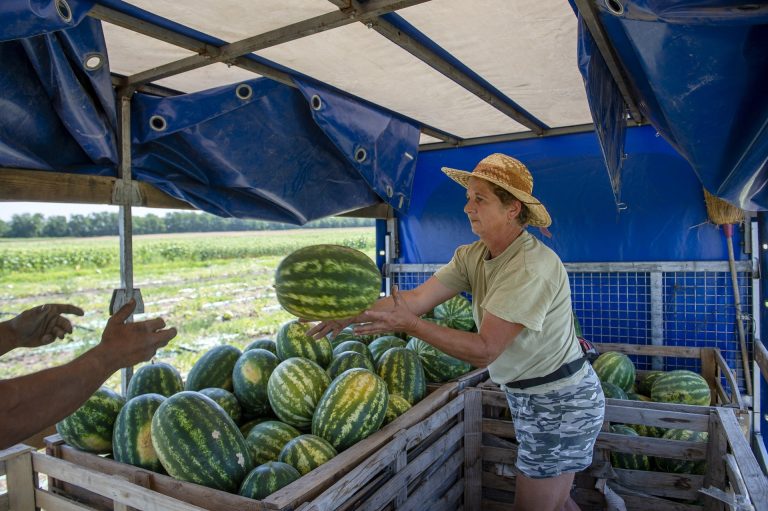 Háborús gazdasági válság ide vagy oda, a magyar gazdák számíthatnak a kormányra