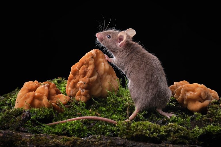 Tudományos áttörés: először klónoztak egeret fagyasztva szárított bőrsejtekből
