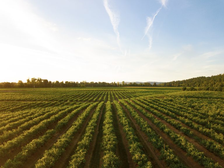 Az Agrárminisztérium a jövő évtől új támogatások bevezetését tervezi a vízmegtartó gazdálkodási gyakorlatok ösztönzésére