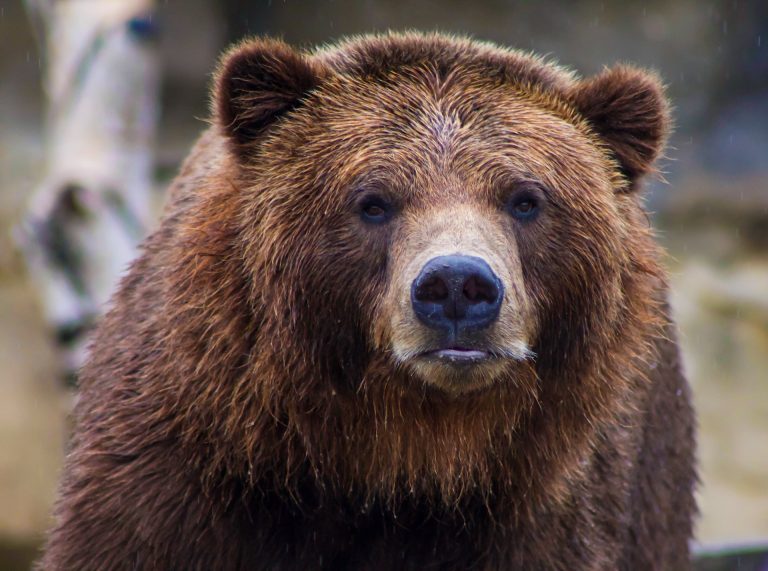 Grizzly medve támadt két főiskolai birkózóra