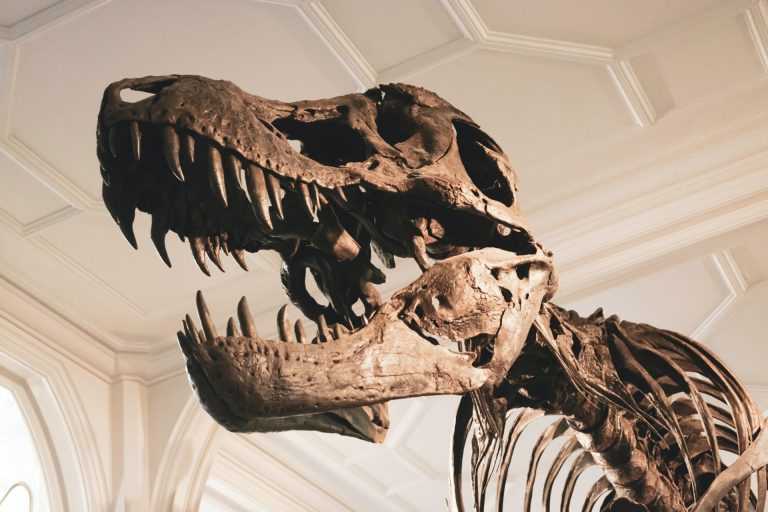 Tirannoszaurusz rex csontvázat bocsátottak aukcióra, majd visszavonták