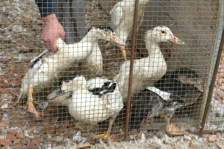 Ismételten megjelent a madárinfluenza Bács-Kiskun megyében