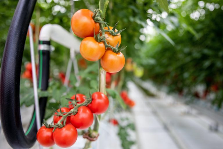 Az agrárium biztosítja a mindennapi kenyeret, munkát és élelmet ad a családoknak