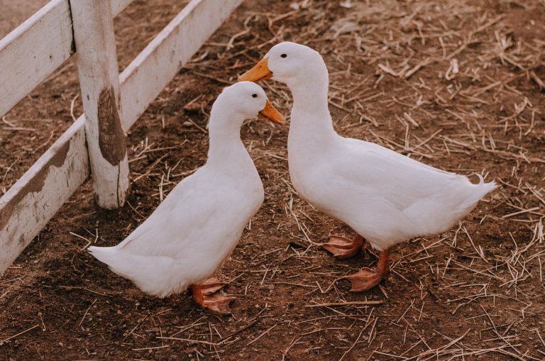 A kacsa- és libahús ára az egekben, ám a drágulásnak még közel sincs vége