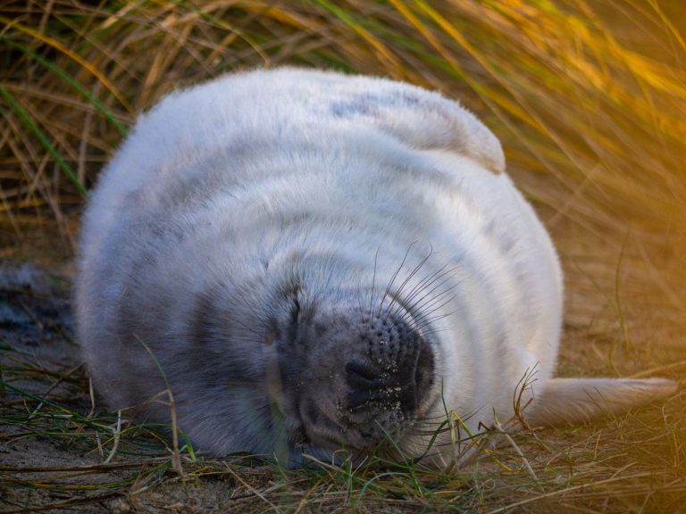 Rekordszámú bébifókát észleltek Norfolk partjainál