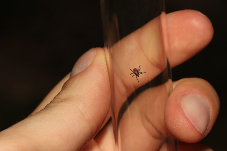 Még mindig nem tudunk eleget a leggyakoribb állatról emberre terjedő betegségről