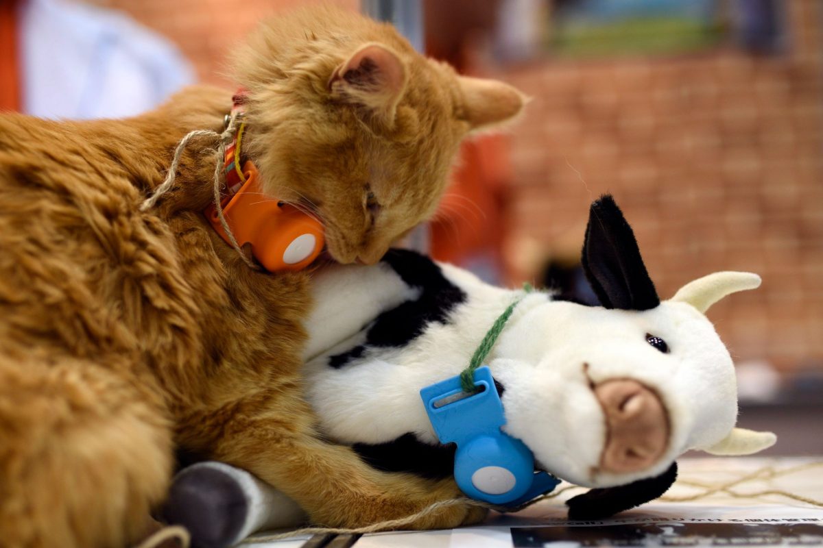 A japán állatos kávézók több mint fele egzotikus fajoknak ad otthont