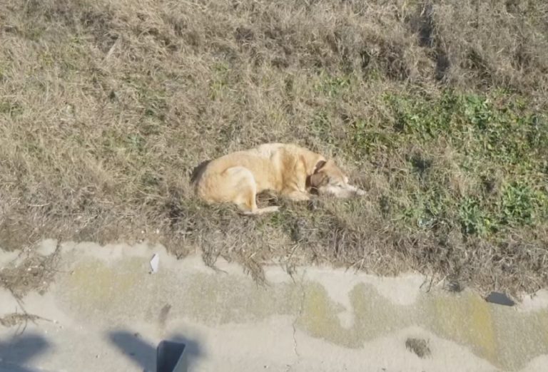 Így mentett életet a Magyar Közút csapata (videó)