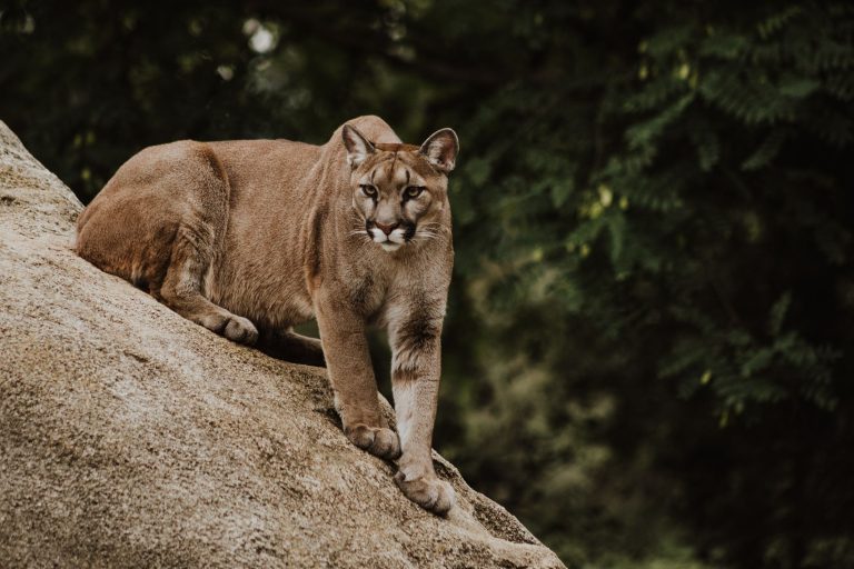 Puma támadt egy jakuzziban ülő házaspárra Coloradóban