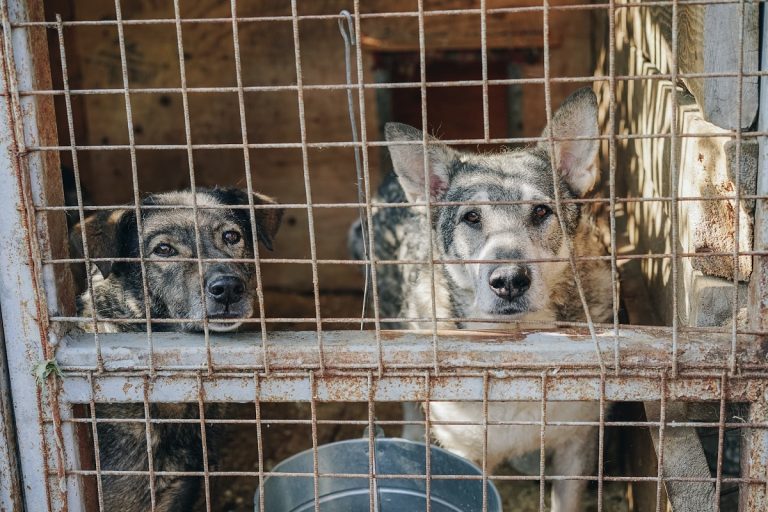 Állatkínzással gyanúsítanak egy dél-koreai férfit, aki ezer kutyát tartott a birtokán