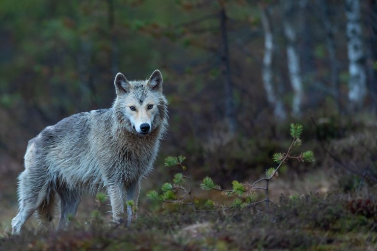 Újabb részletek derültek ki a svájci farkas kilövéséről