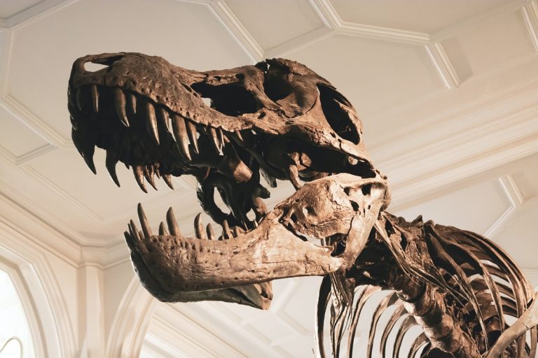 Kétmilliárdot fizettek egy ritka Tyrannosaurus rex-csontvázért egy árverésen