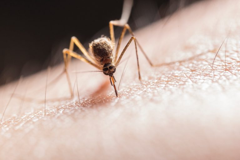 Aggasztó mértékben szedi áldozatait a dengue-láz egy dél-amerikai országban