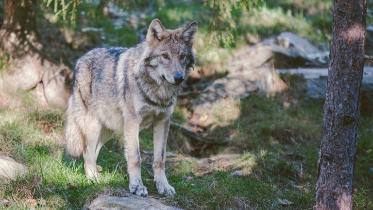 Három év börtönt kaphat az, aki lelövi a Borsodban kószáló svájci vándorfarkast