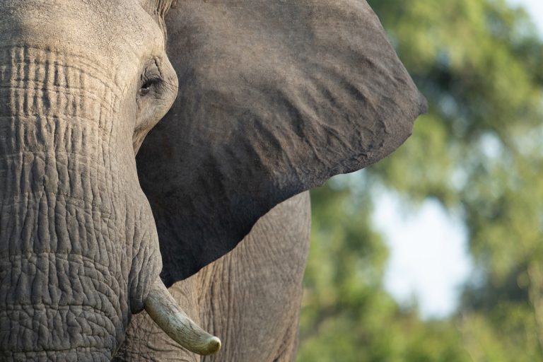 Szomorú hír érkezett: elpusztult a pakisztáni Karacsi állatkert legyengült elefántja