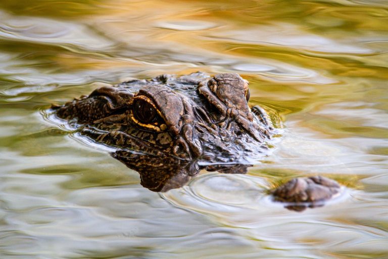 Ritka amerikai krokodil látogatott el egy floridai strandra