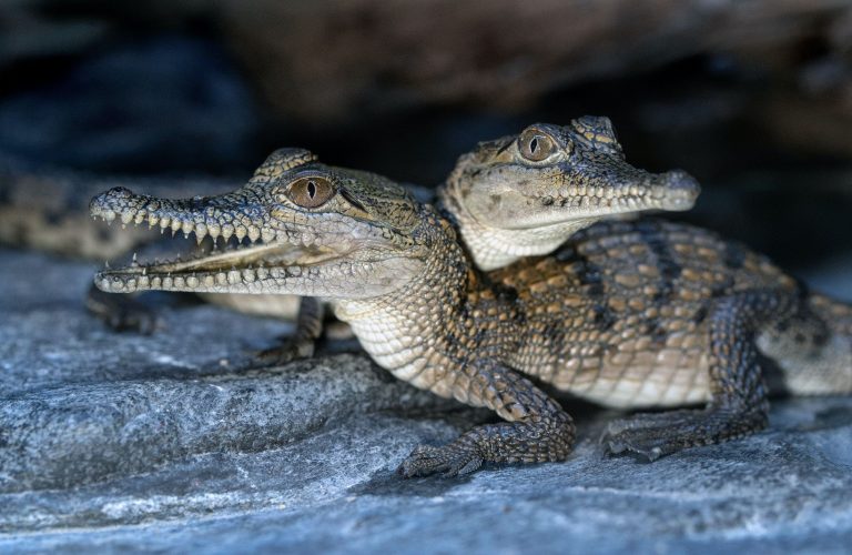 Kígyókat és bébi krokodilt tartottak egy ausztráliai éjszakai klubban