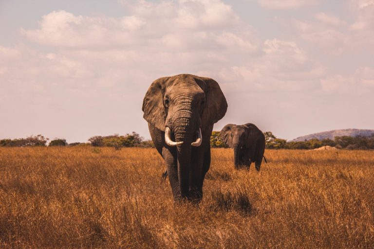 Tanulmány: az elefántok élvezik az állatkerti látogatók jelenlétét
