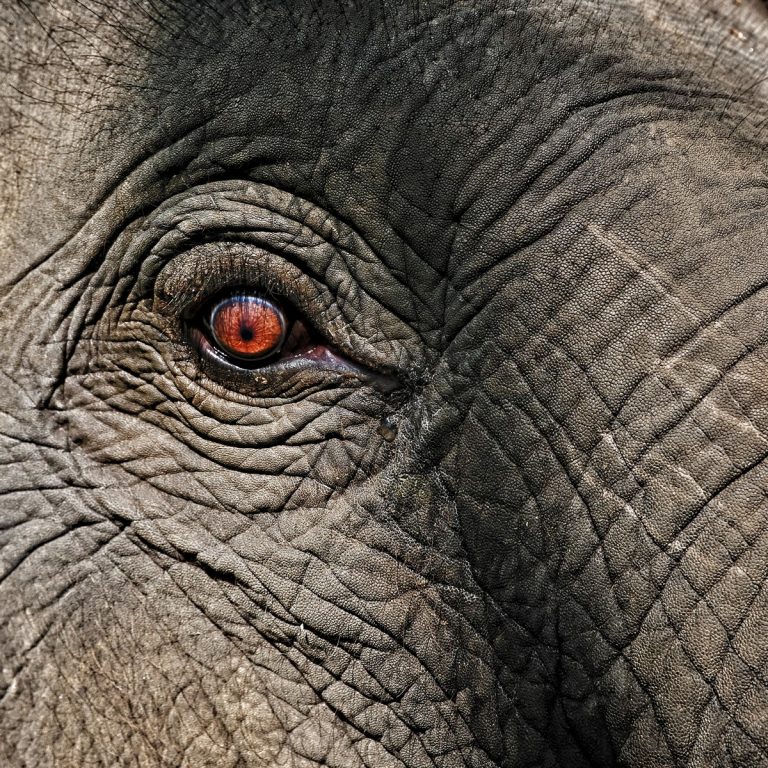 Újabb áldozatot szedett Indiában egy rettegett elefánt